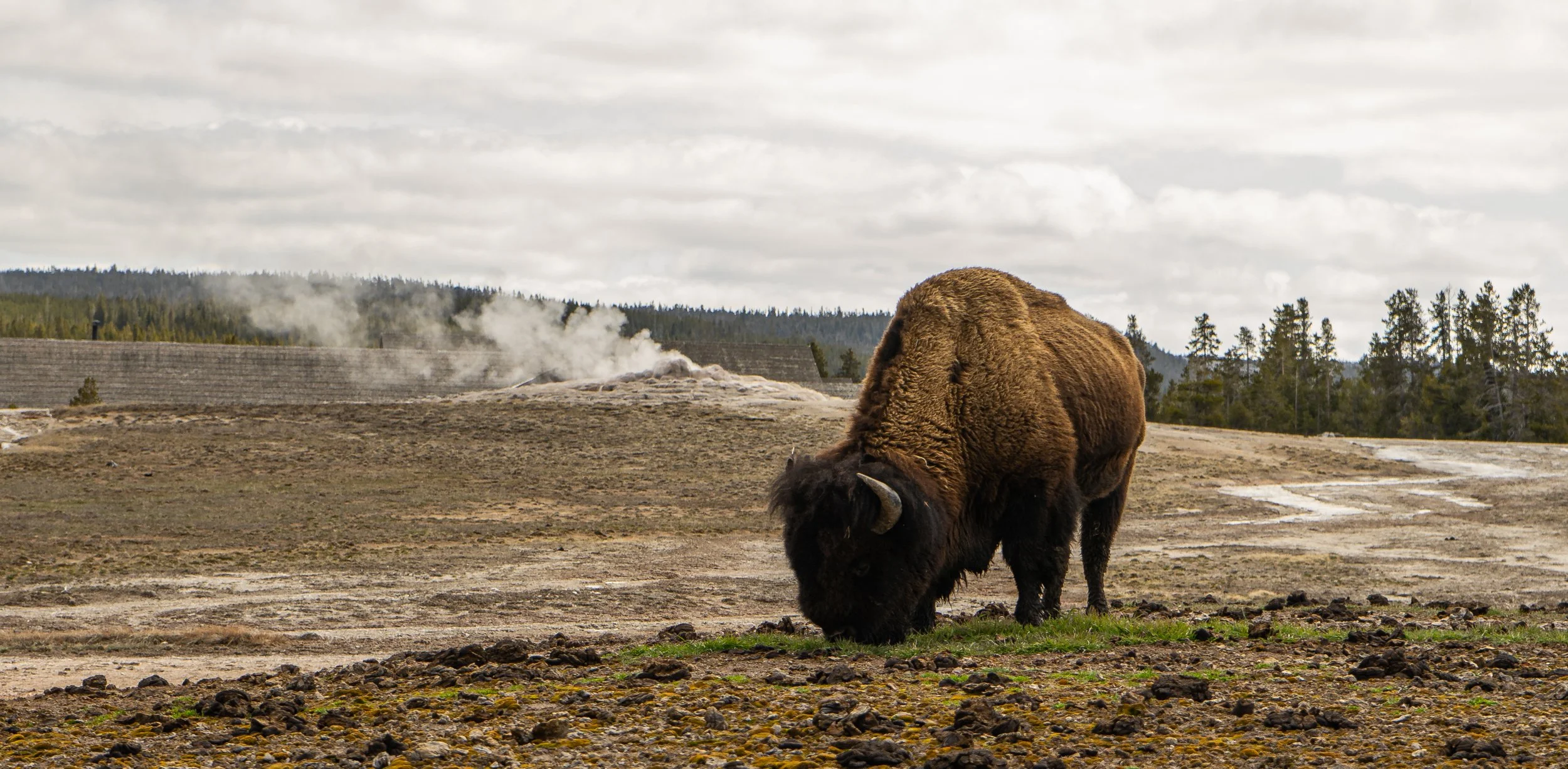 An American bison eats some of the fresh spring grass next to the Old Faithful geyser in Yellowstone National Park. A group of park visitors crowded on the walking path watching the bison on April 30, 2022.