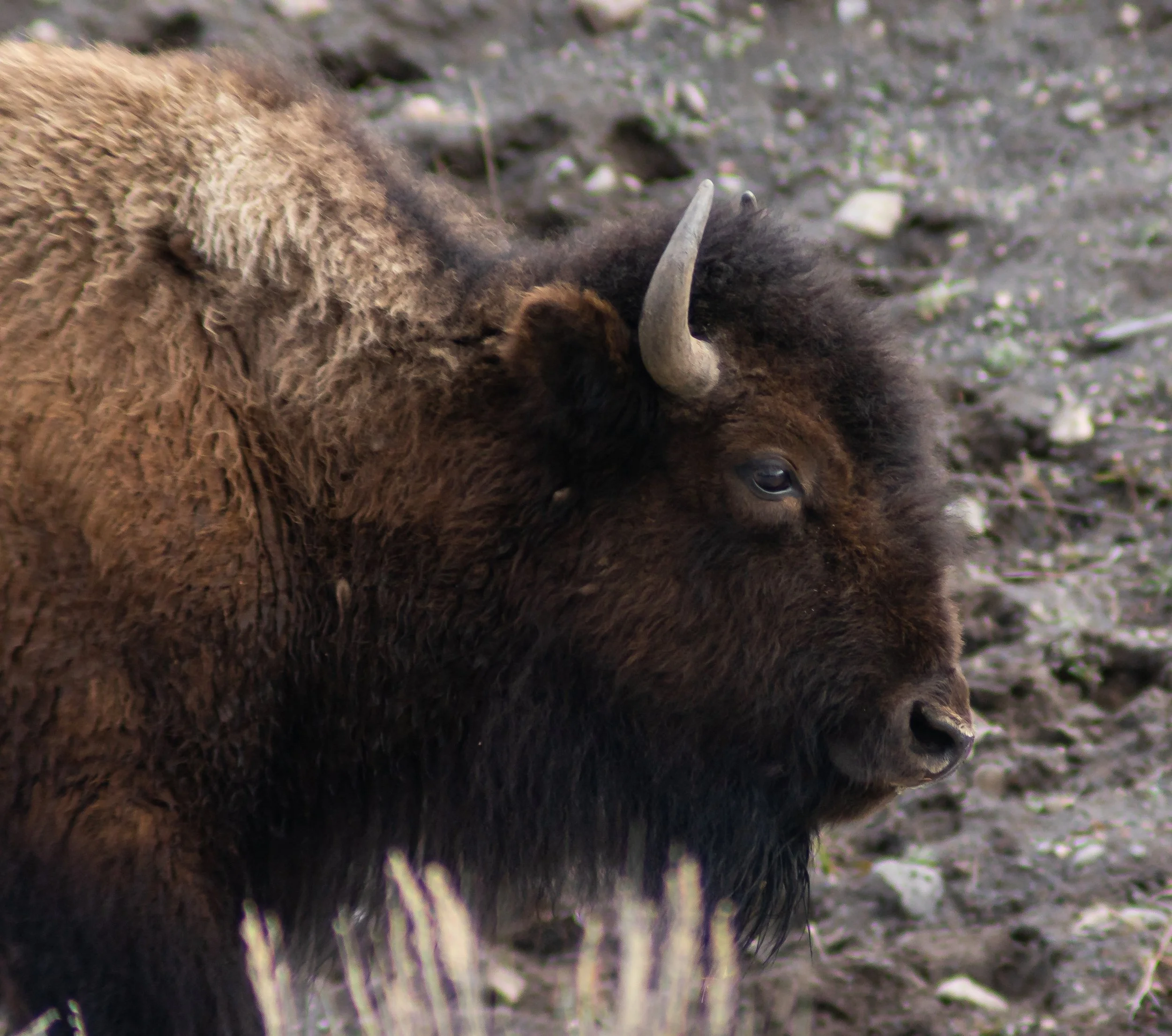 The American bison are frequently seen crossing roads with their herds in Yellowstone National Park. This bison was photographed, on April 30, 2022, only a couple months prior to three people being gored by Bison in the park.