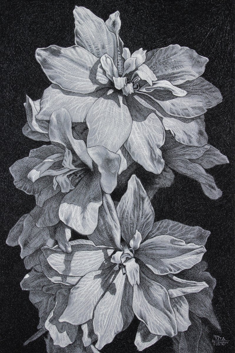 Delphiniums - Print