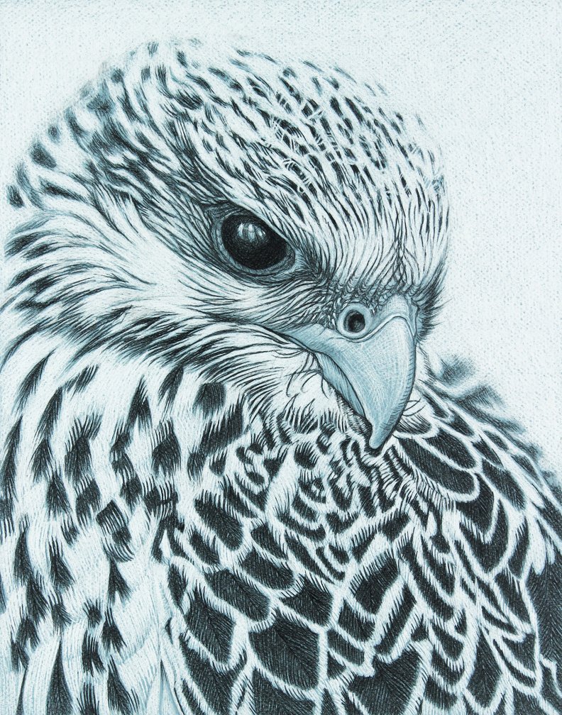 Gyr Falcon - Print