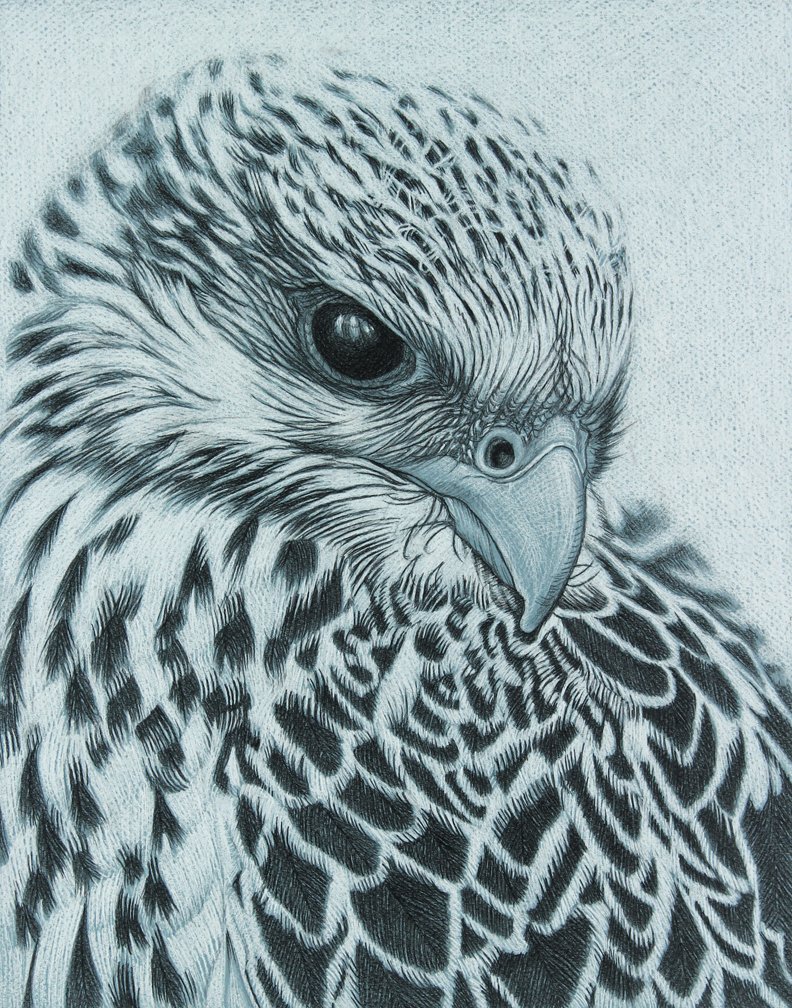 Gyr Falcon Original Charcoal Drawing