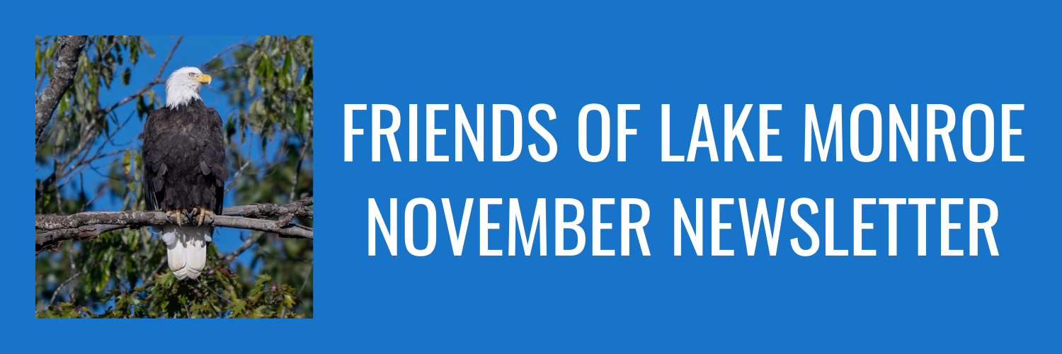 Photo of Bald Eagle with words "Friends of Lake Monroe November Newsletter"