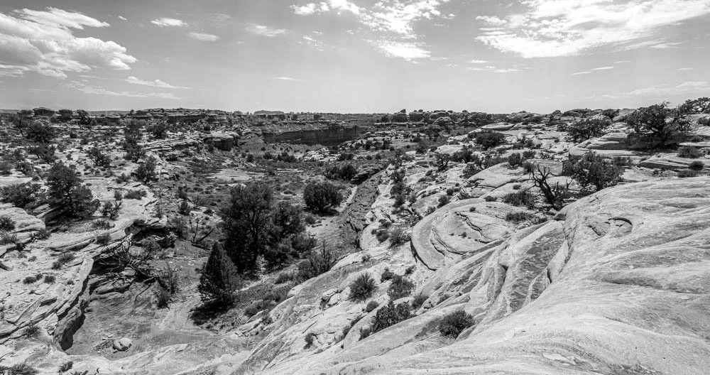 Black and white fine art panoramic landscape photograph of the vast canyon expanse with juniper trees and scrub brush finding life in the Needles District, Canyonlands National Park, Moab Utah.