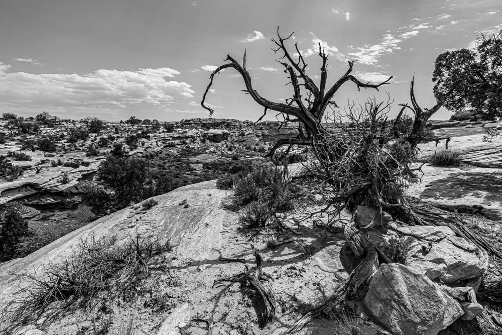 Black and white fine art landscape photograph of a dead Utah Juniper frozen mid-reach against an open canyon skyline, Needles District, Canyonlands National Park, Moab Utah.