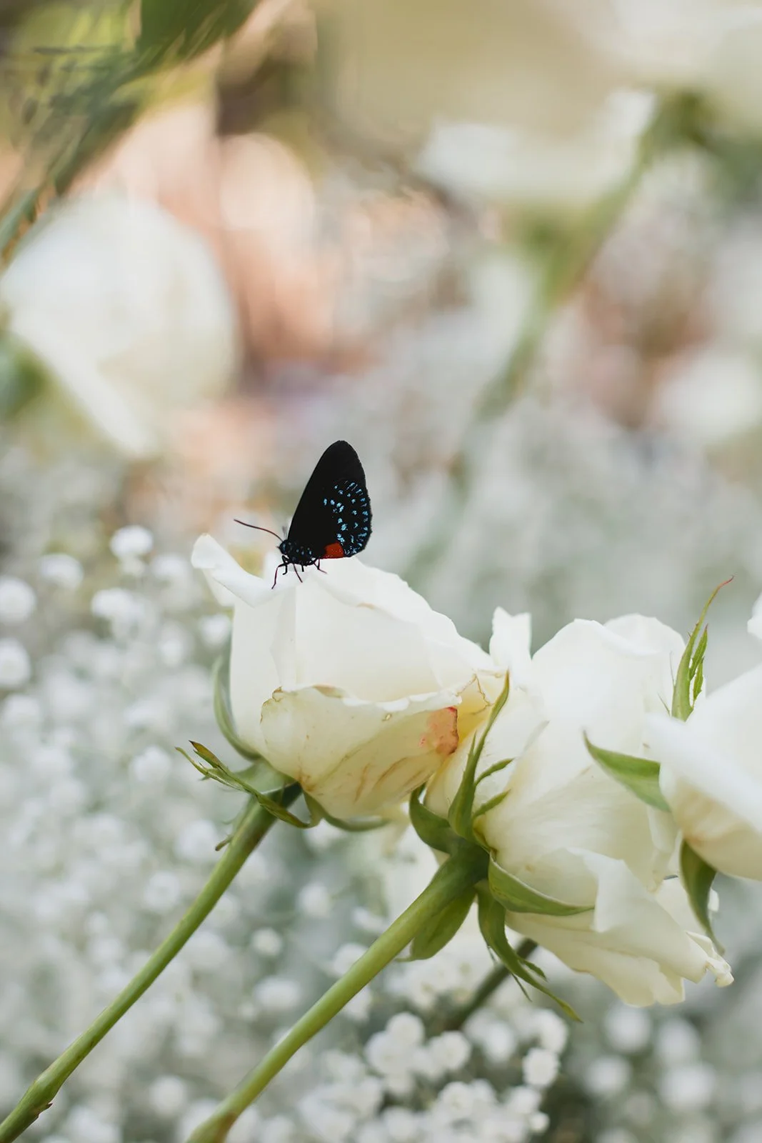 CortiellaPhotography-145.jpg