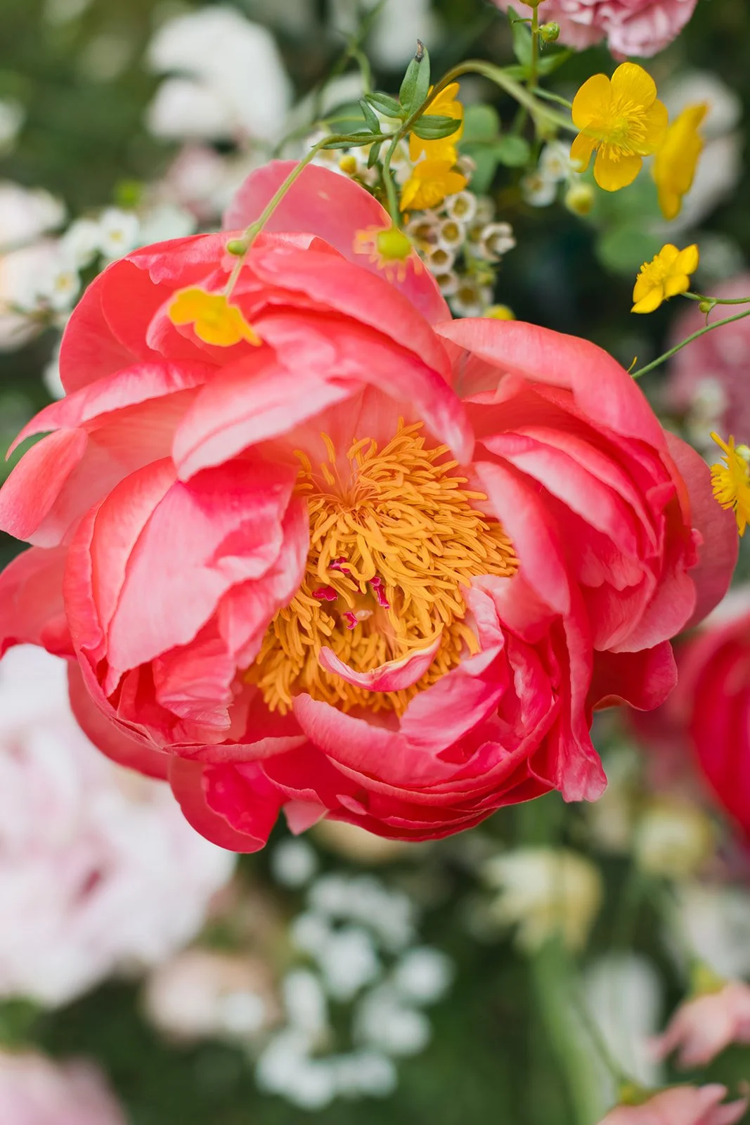 CortiellaPhotography-15.jpg