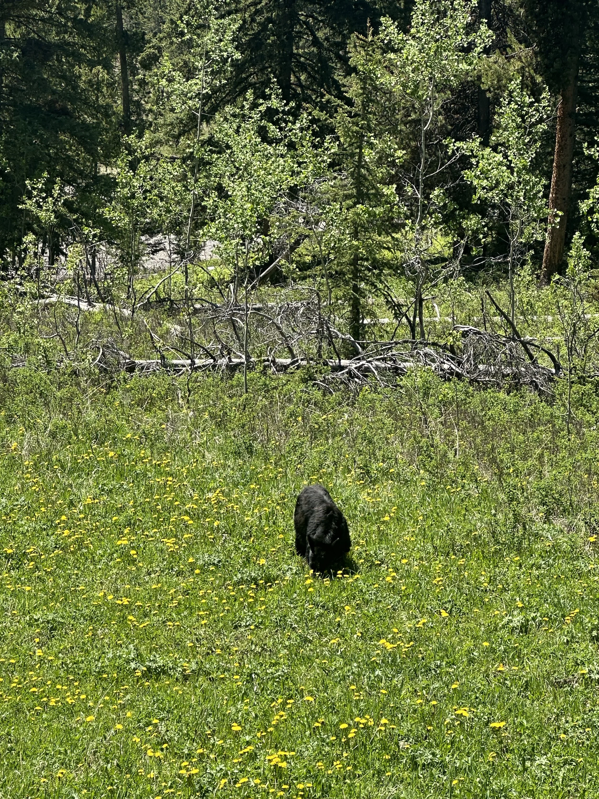 IMG_6107.jpeg