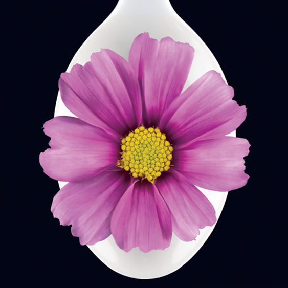 Rachel's Yogurt Launch