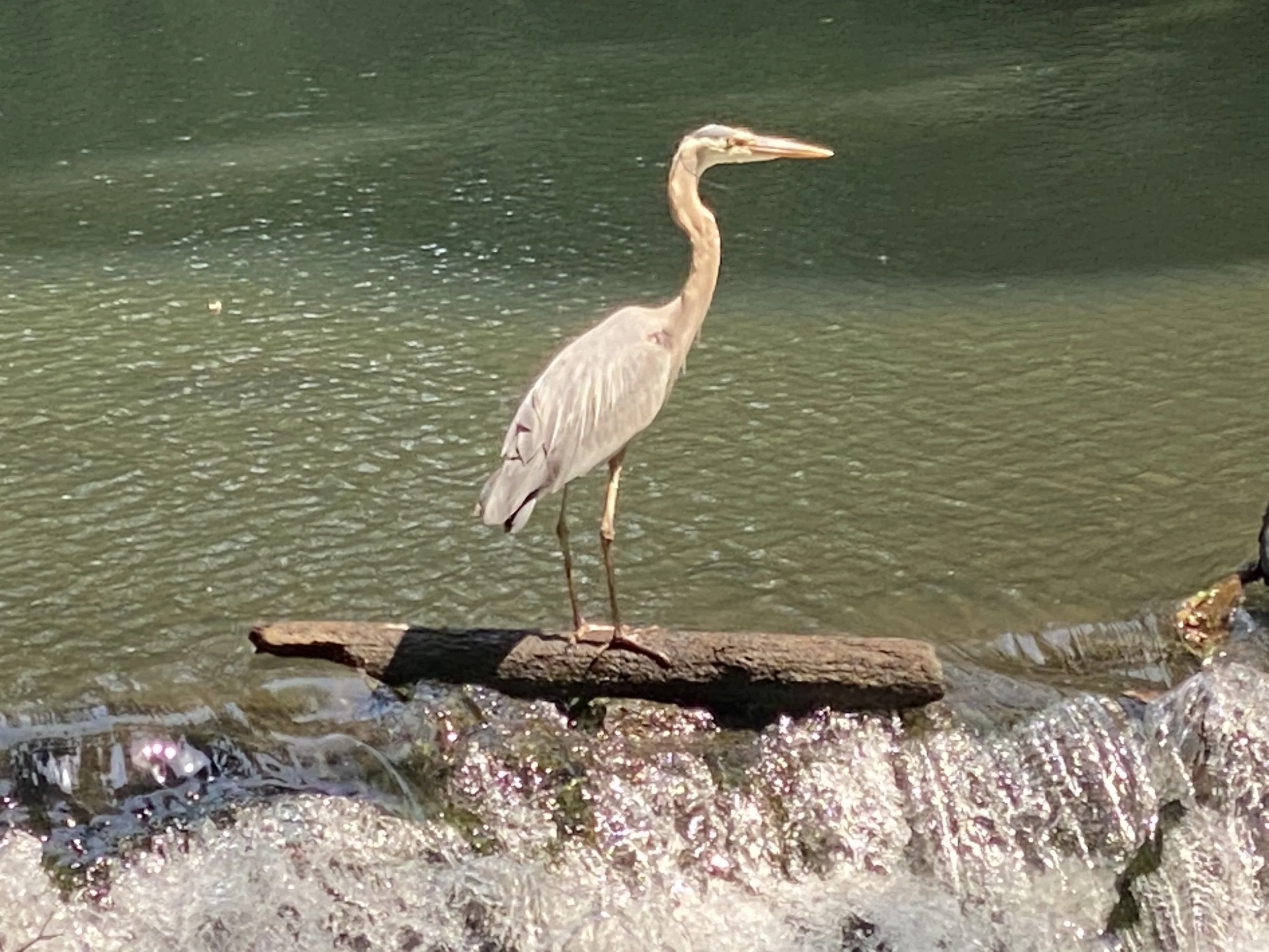 Doran, Mary_Surfing on the Bronx River.jpeg