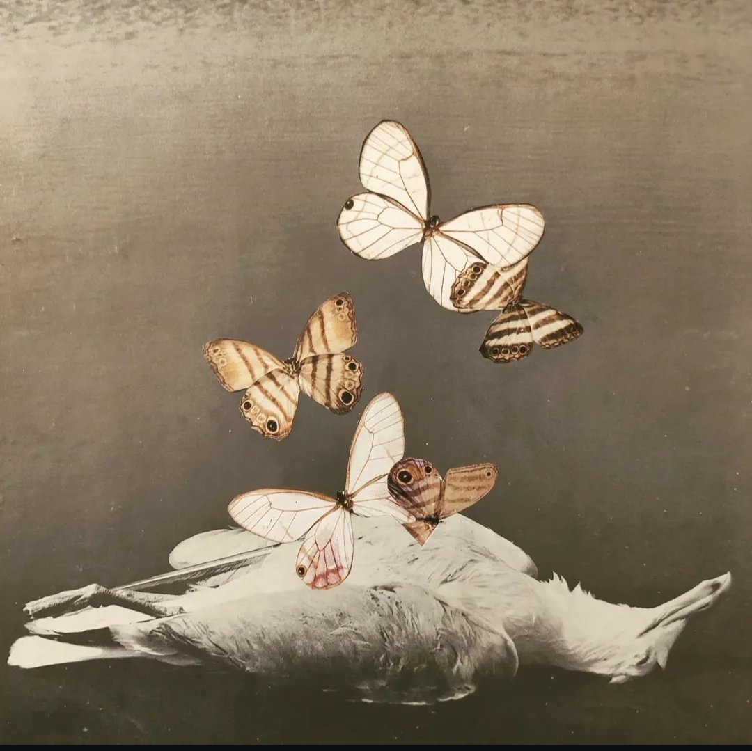 D'Acunto, Samantha_ Gut Feeling.jpg