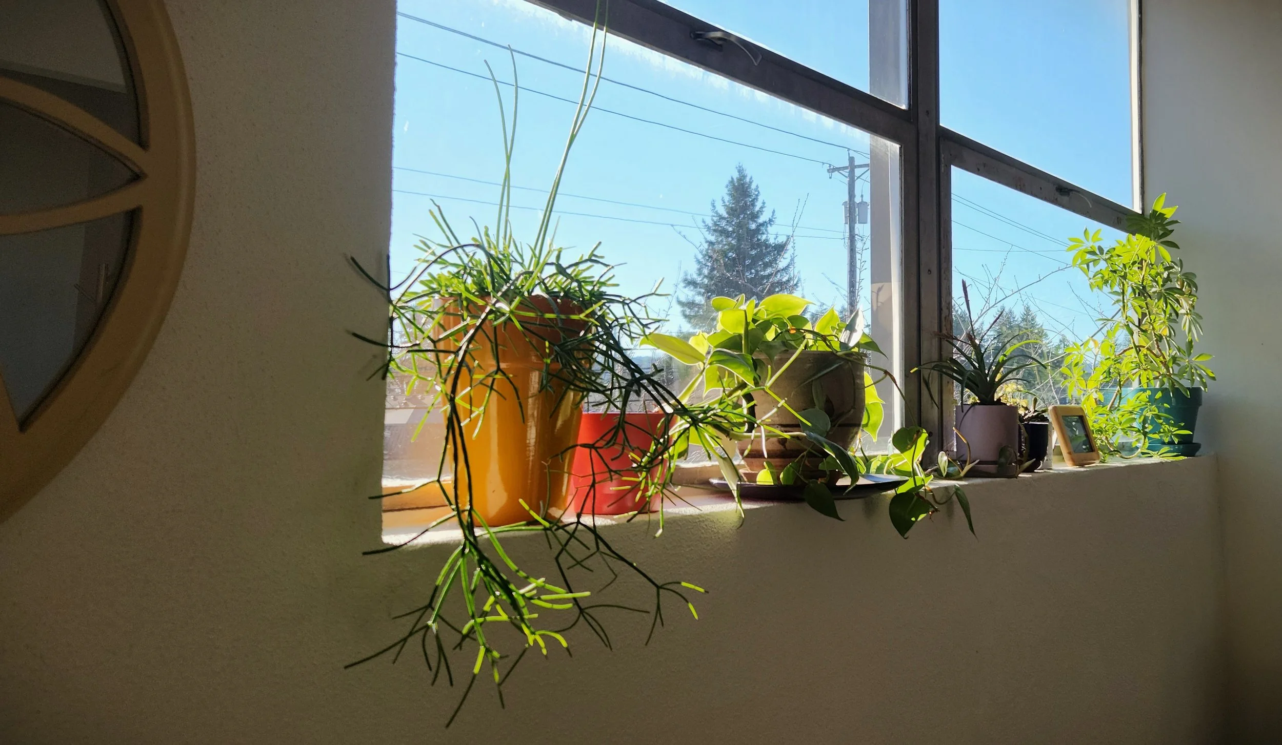 Plants on window sill