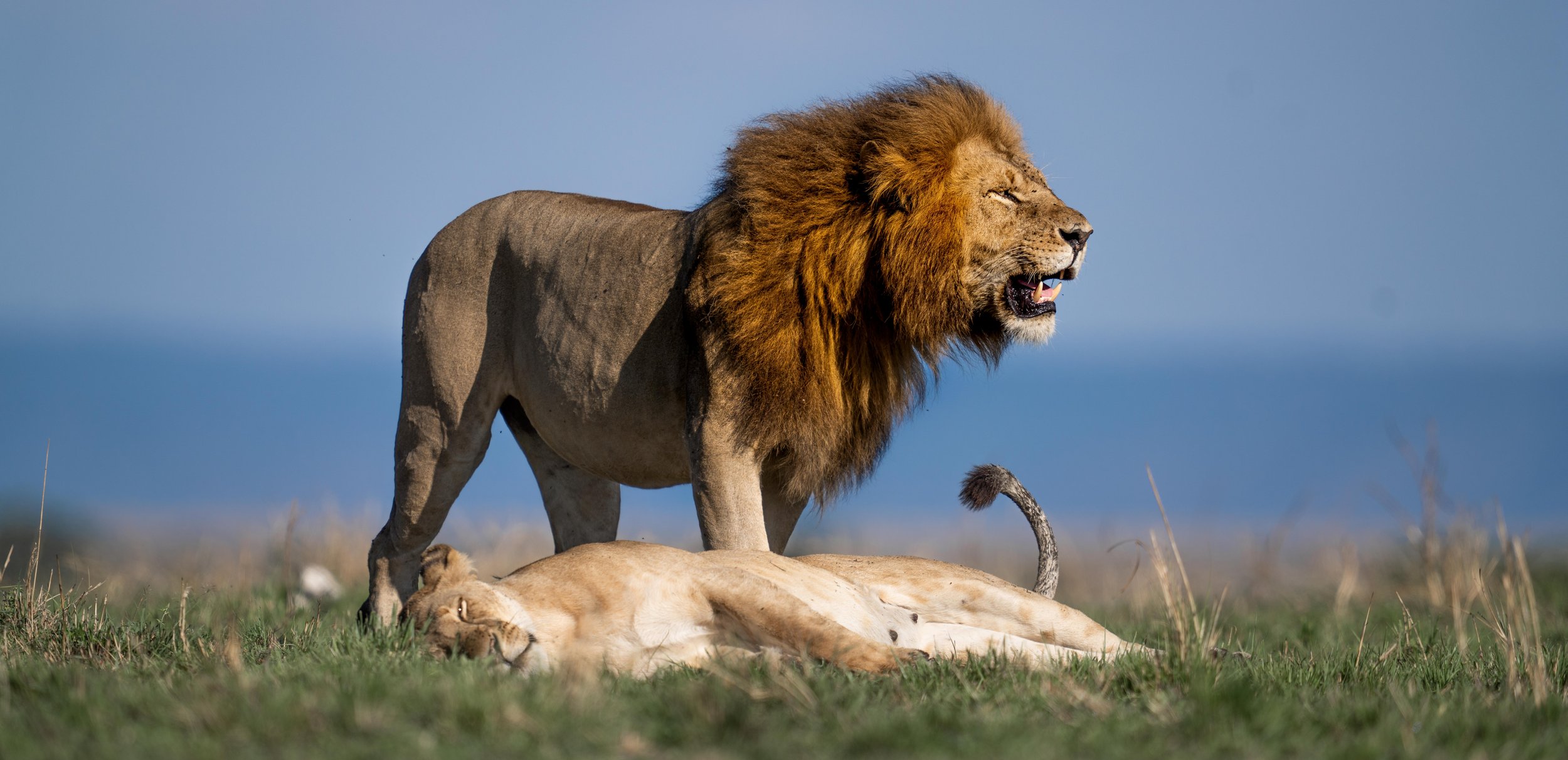 VYI_Kenya_Mara_Lion_LionessLaying_Staring-1.jpg