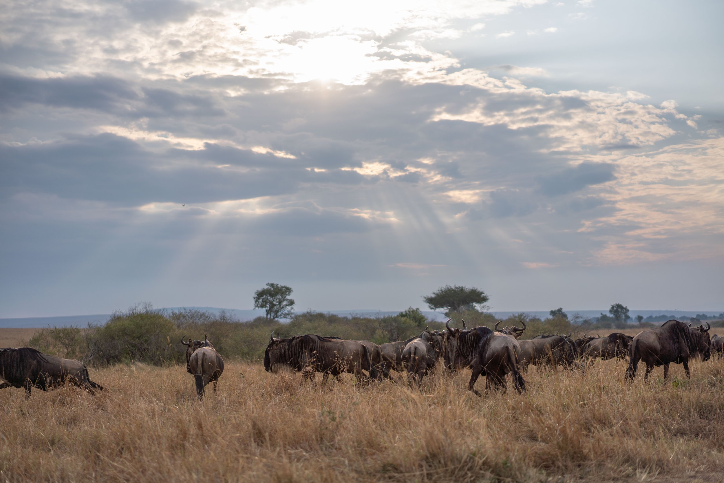 VYI-Kenya-2021-Wildebeest_GodRays-12.jpg