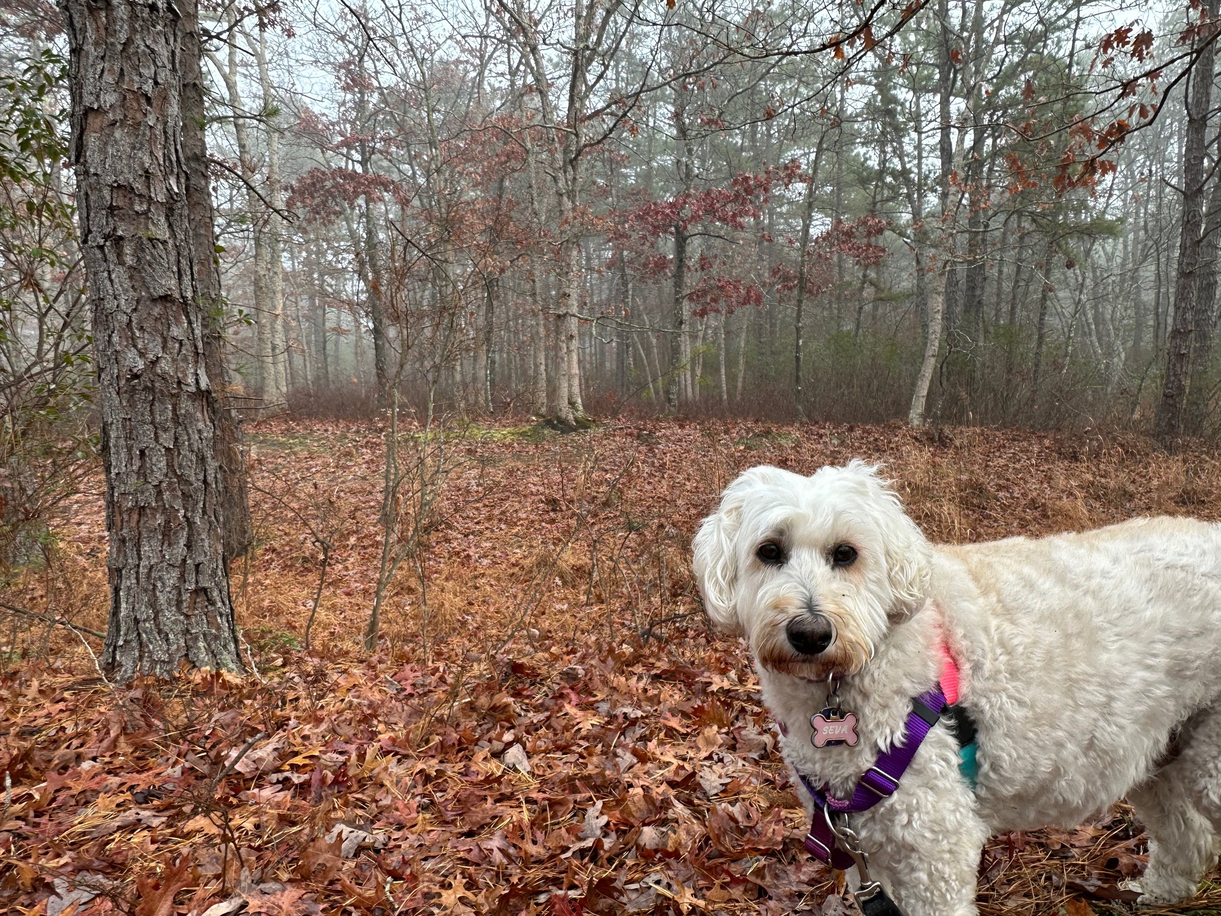 Winter’s Quiet Beauty: A Mindful Outdoor Experience with My Trusty Companion