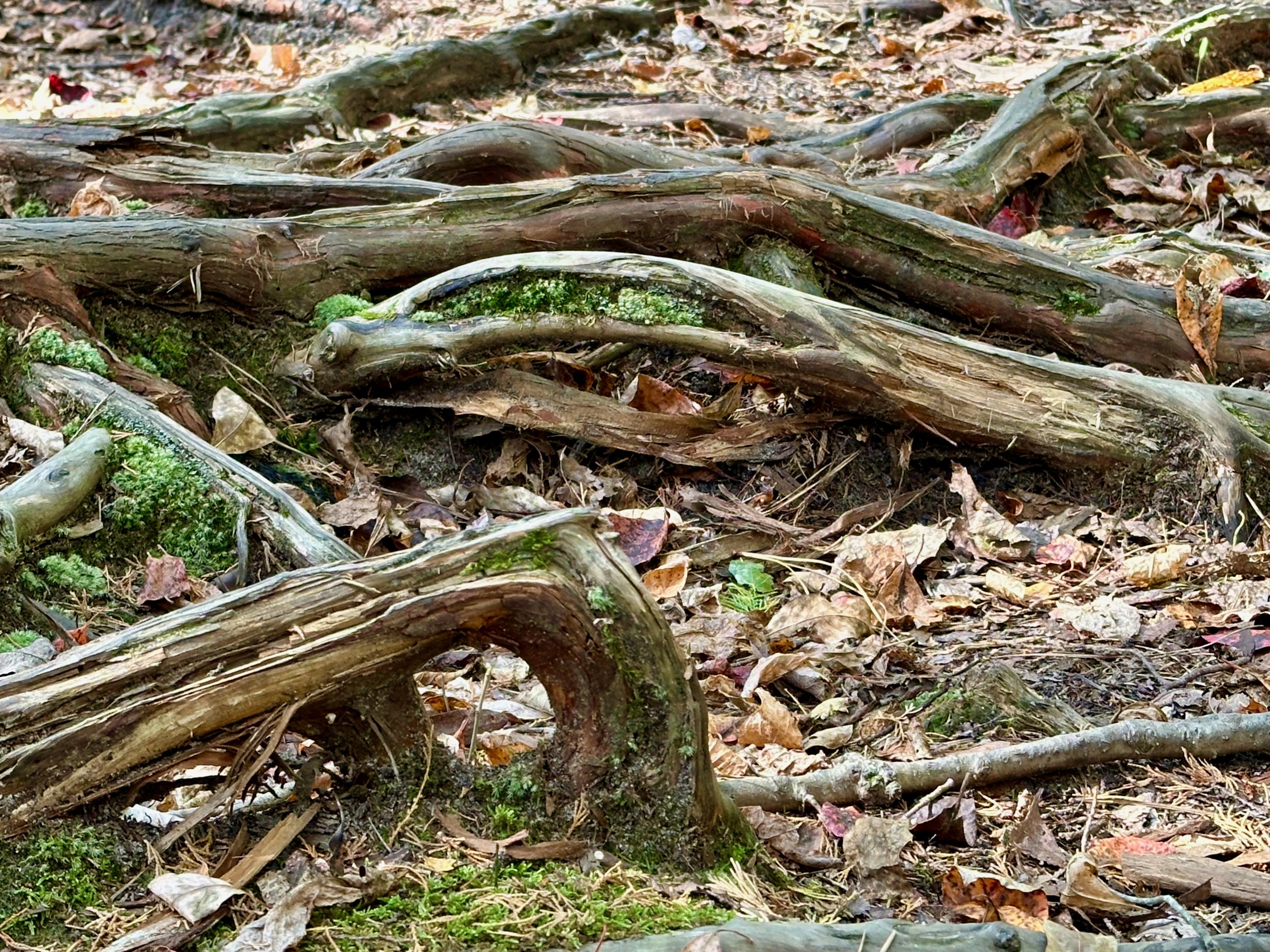 Rooted in Presence: A Mindful Ride to the Barnegat Trail