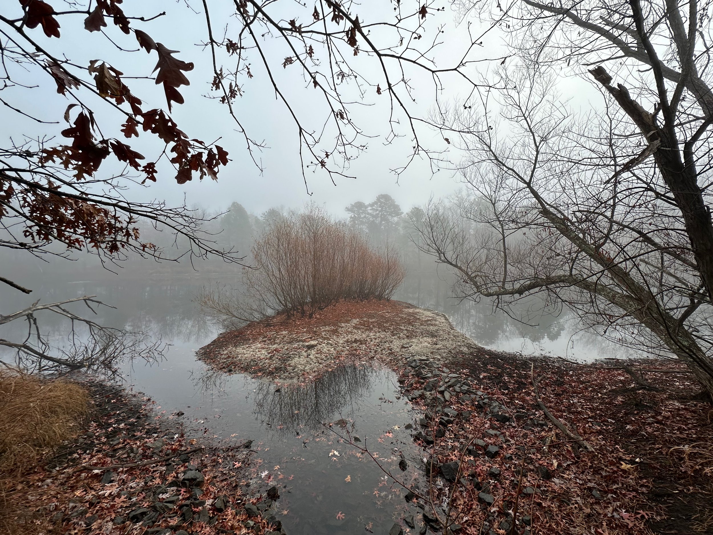 Drawn into the Mist