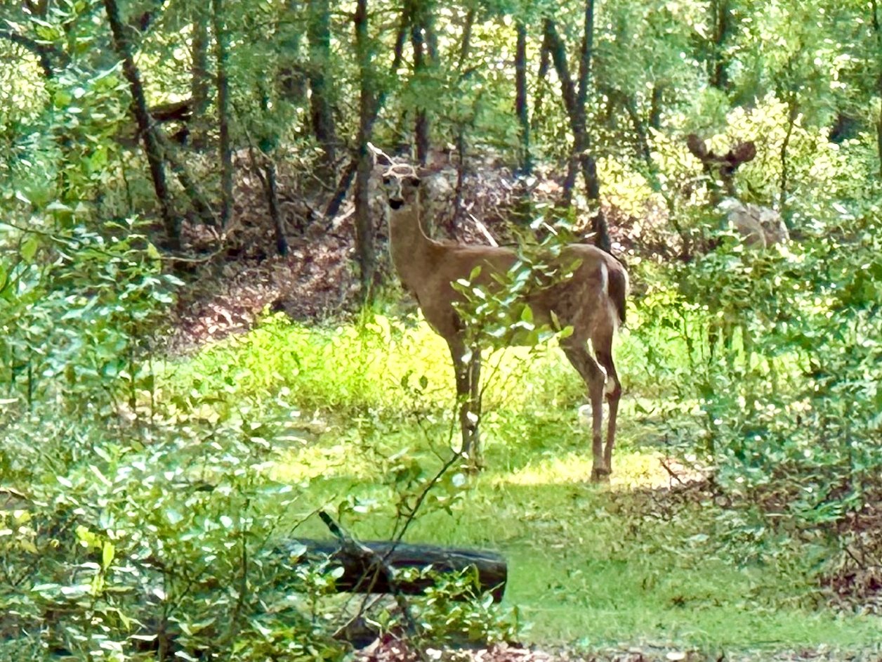 Amidst Nature's Whispers