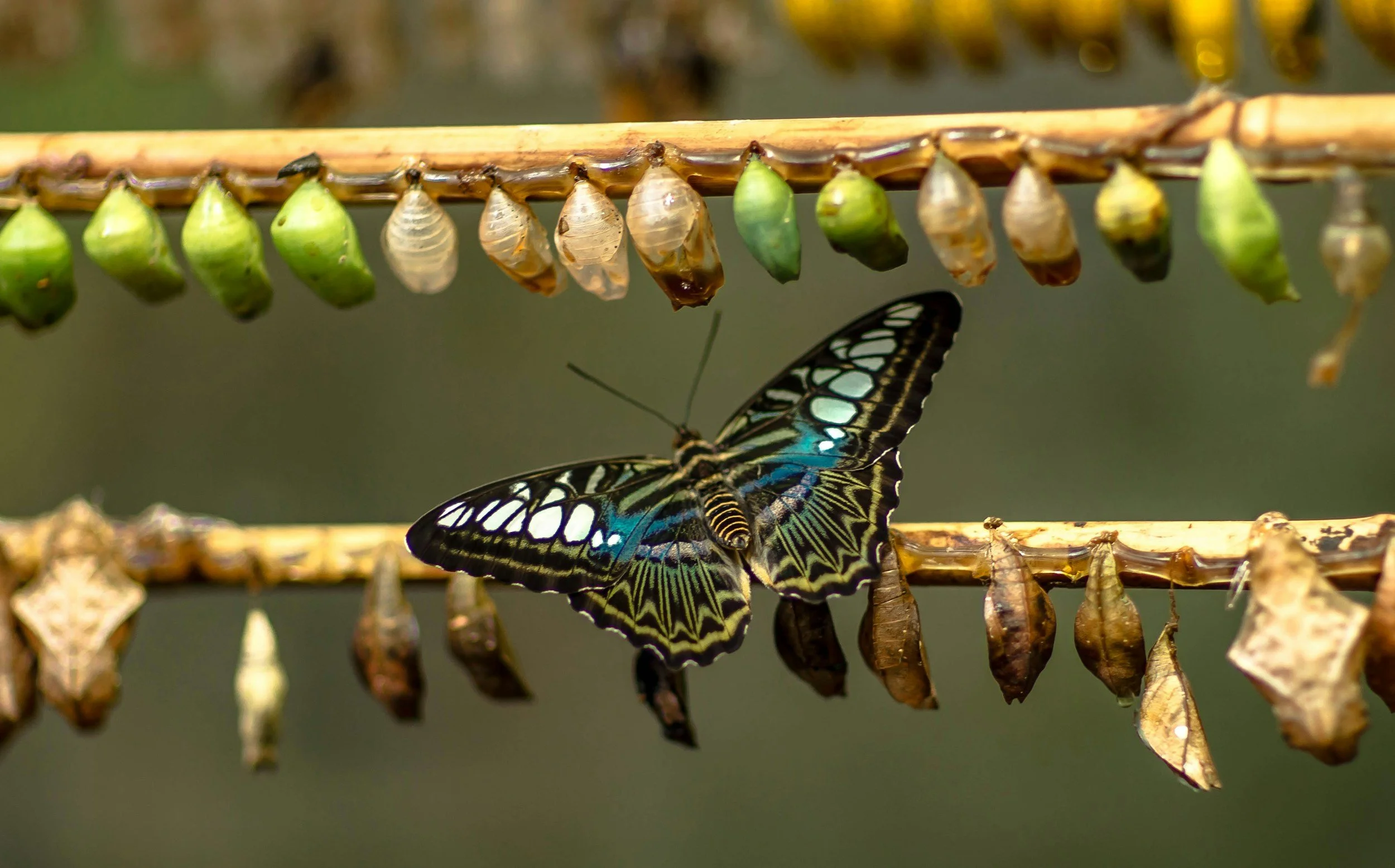 Transitions: Messy, Painful, and Full of Possibility