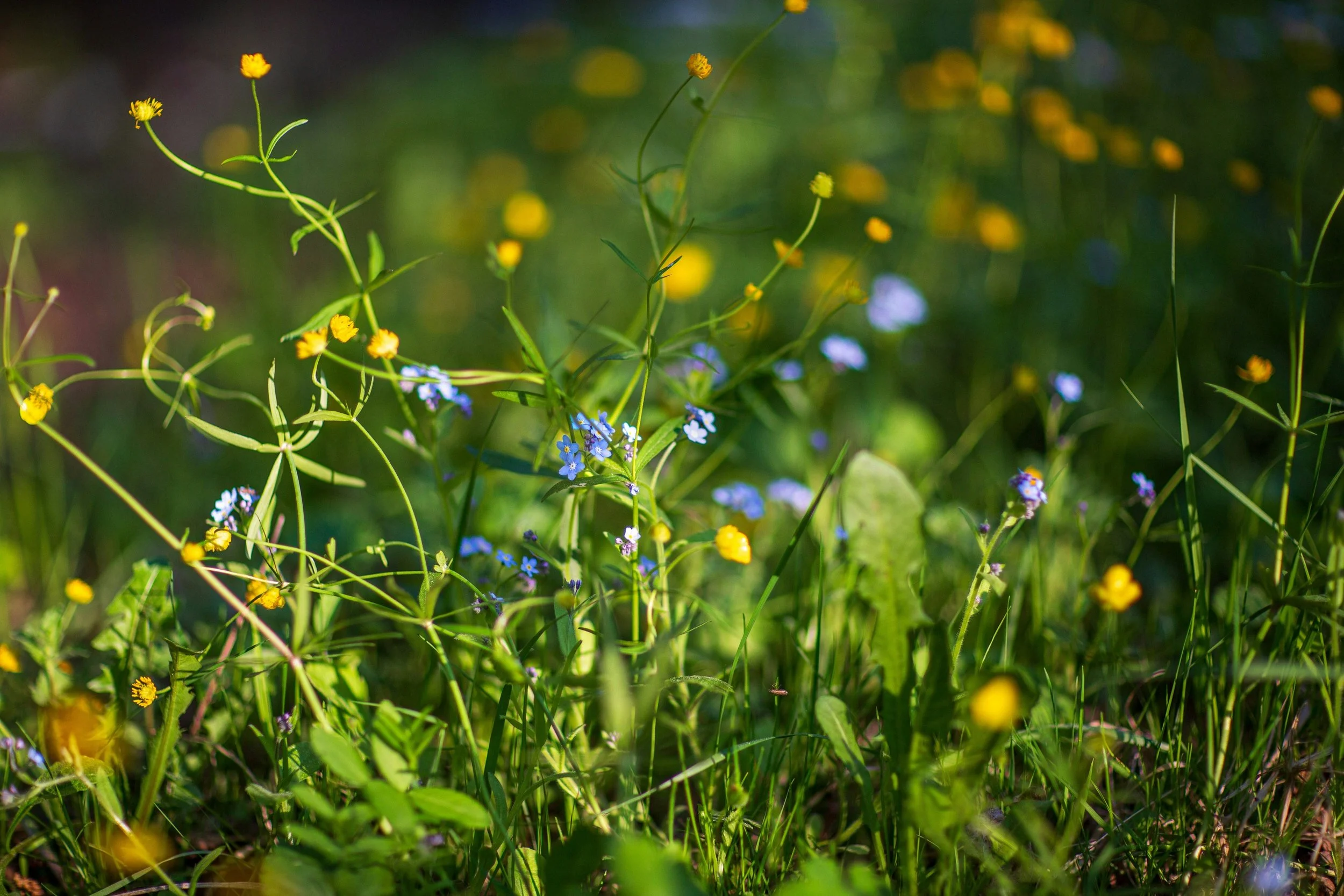 Ecology in a residential garden