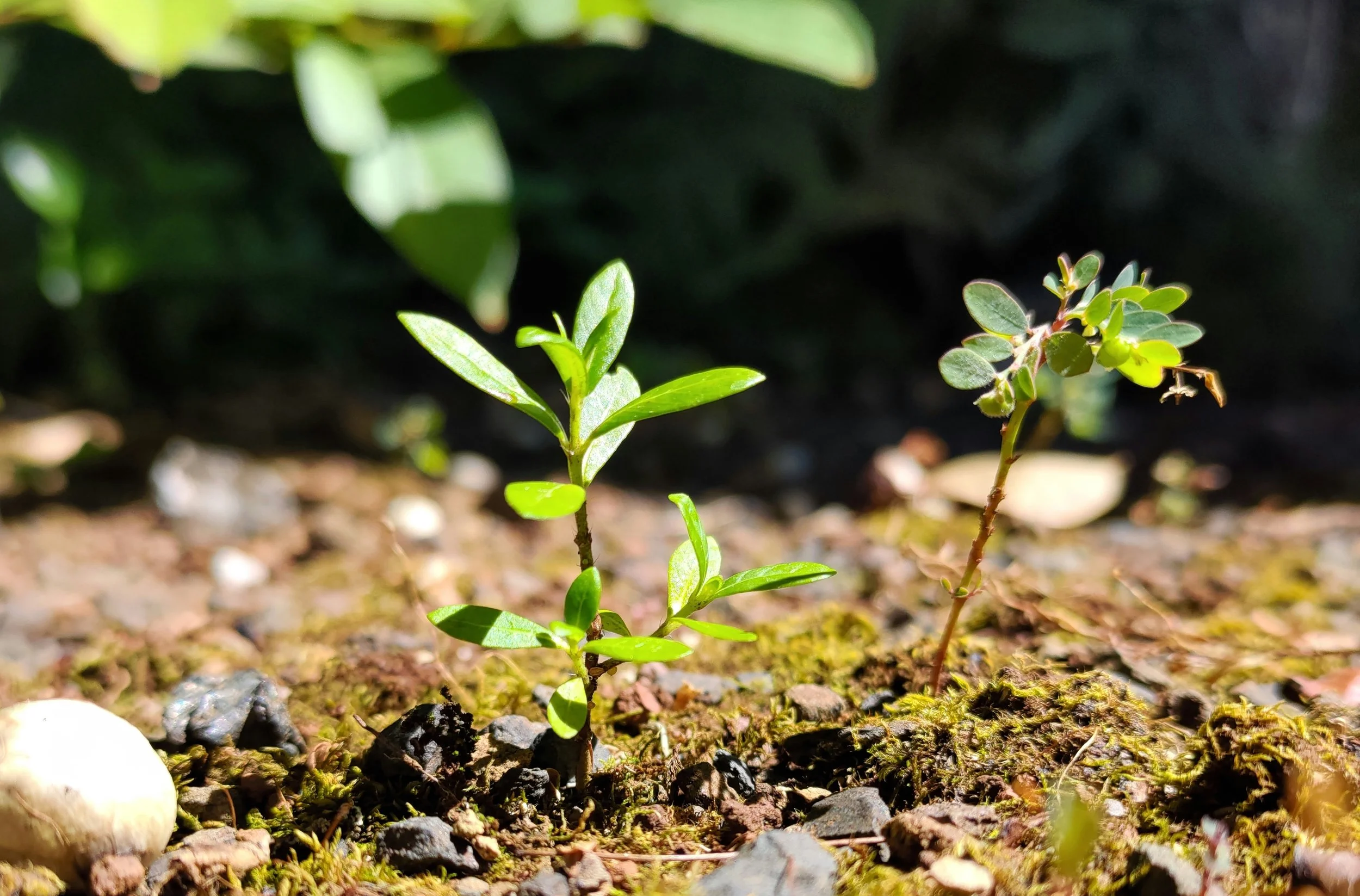 What is the future for weedkillers? A horticultural consultant’s view…