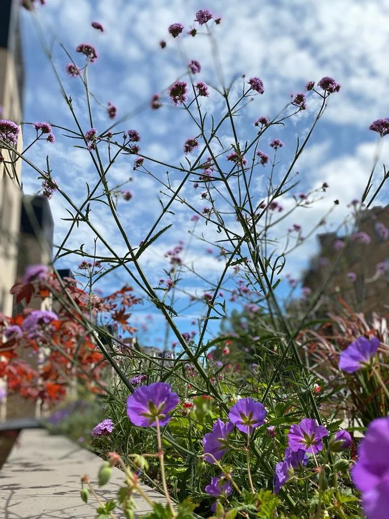 ecological-planting-gardeners-glasgow.jpg