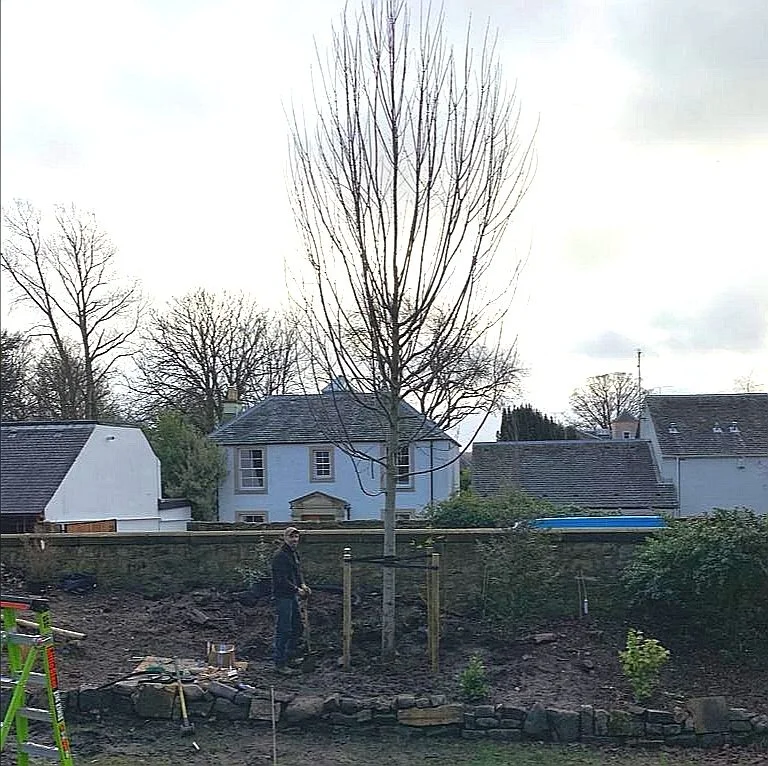 large-tree-planting-glasgow-scotland.jpg