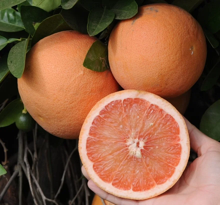 Grapefruit (Rio Red, grafted)