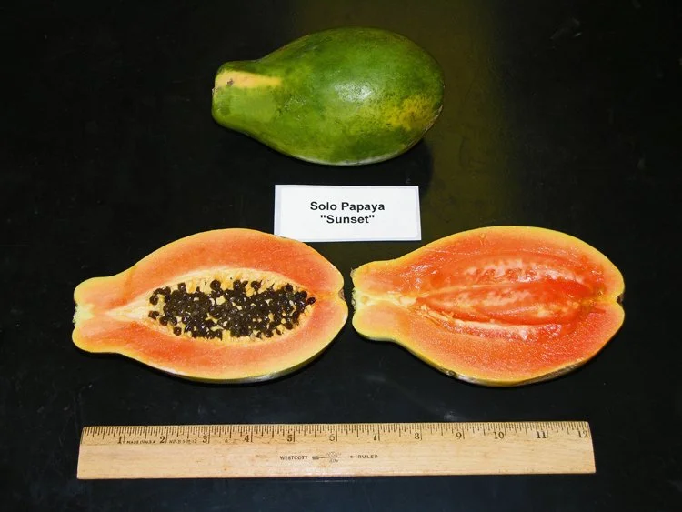 Sunset Papaya_mod.jpg