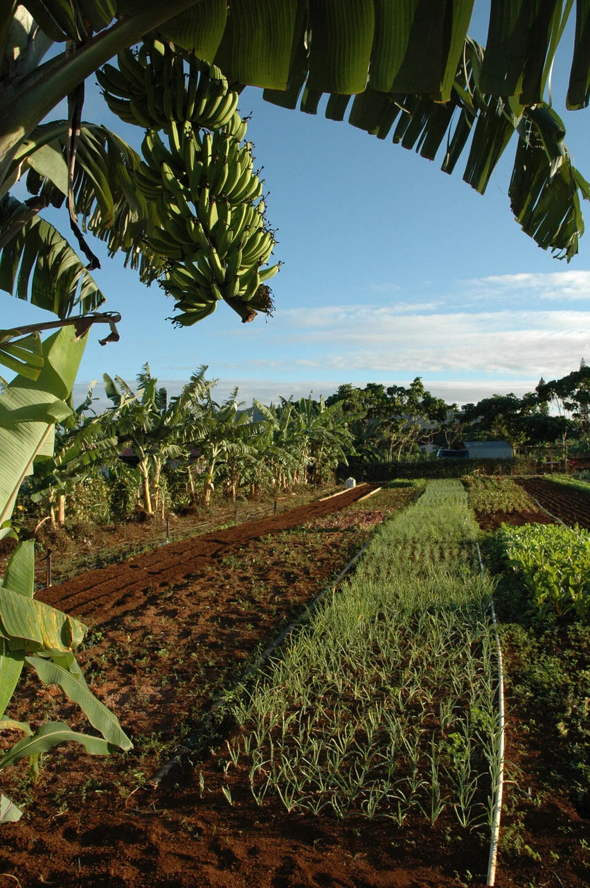 7 Banana grove and vegitables 2.9.jpeg