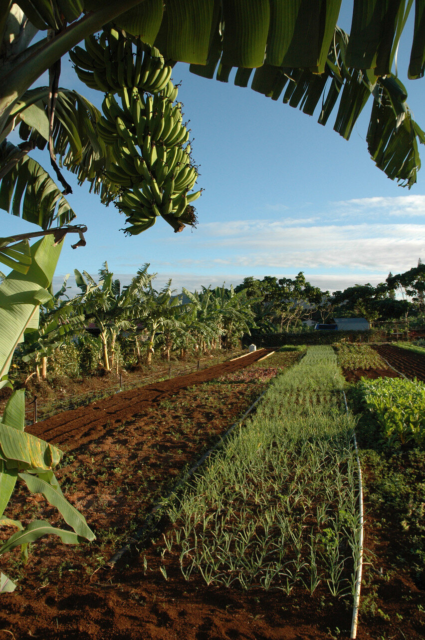 7 Banana grove and vegitables 2.9.jpeg