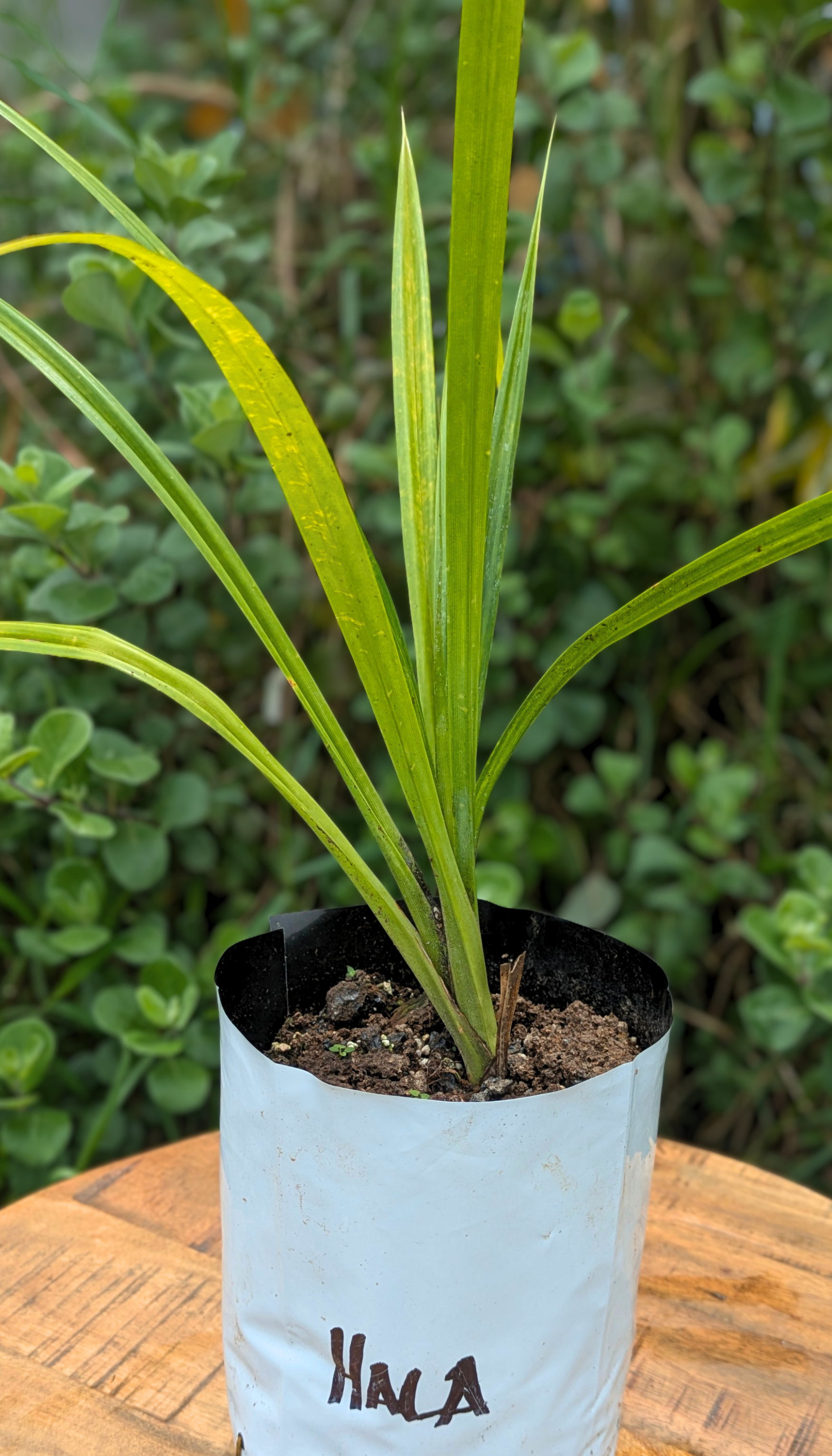 Plant Giveaway Pictures (2).png