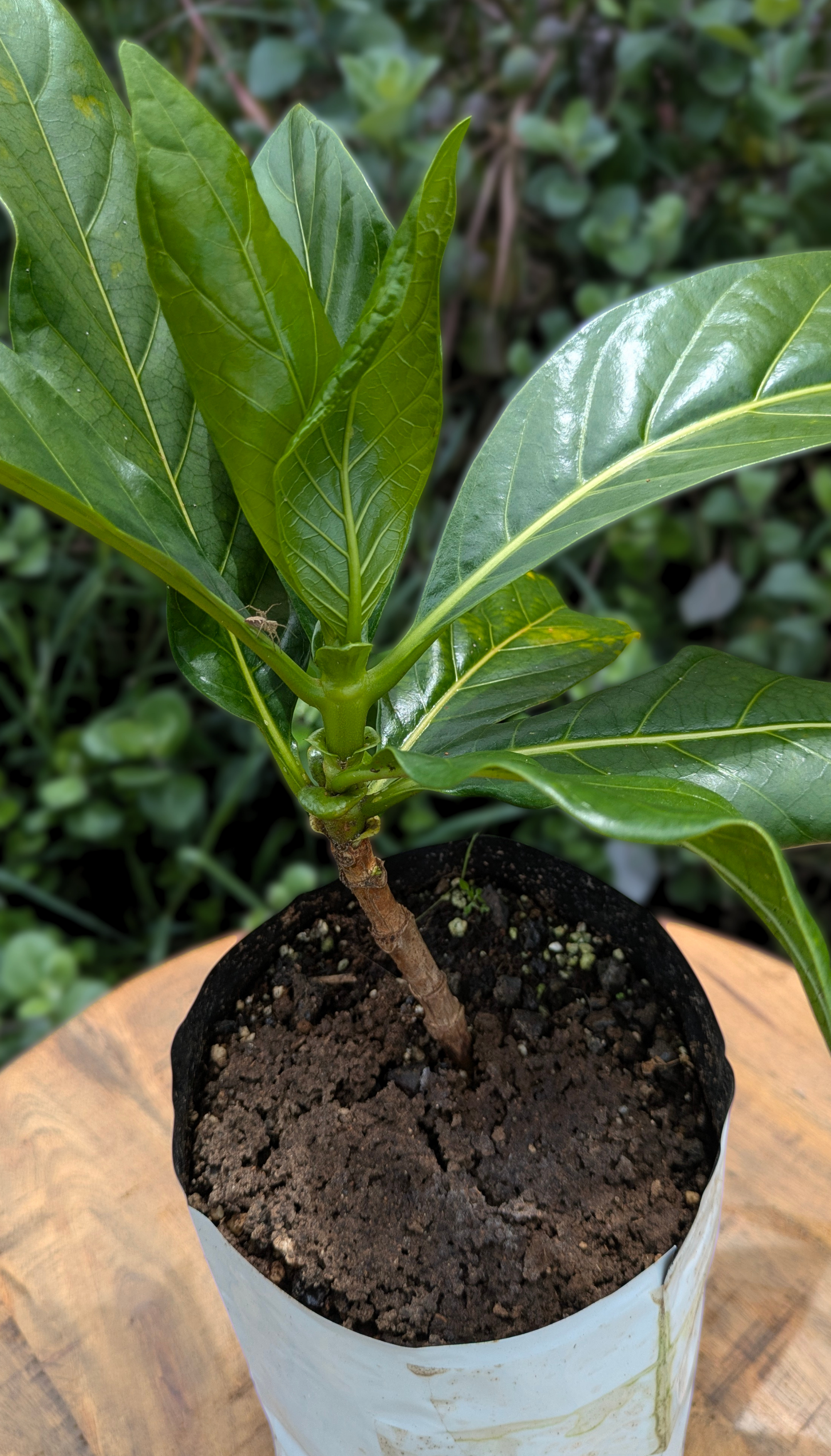 Plant Giveaway Pictures.png