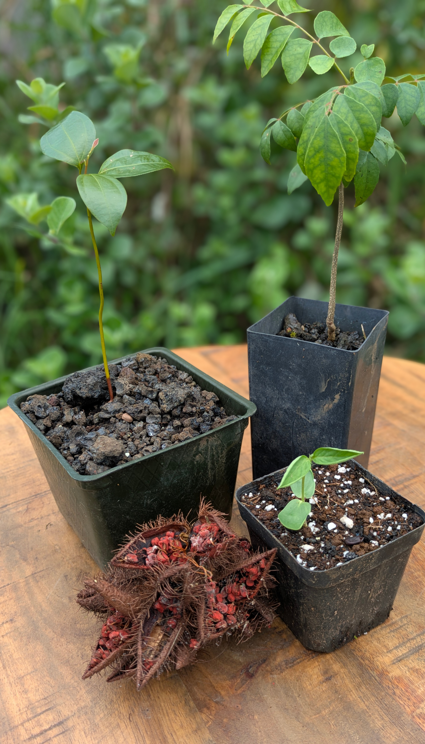 Plant Giveaway Pictures (5).png