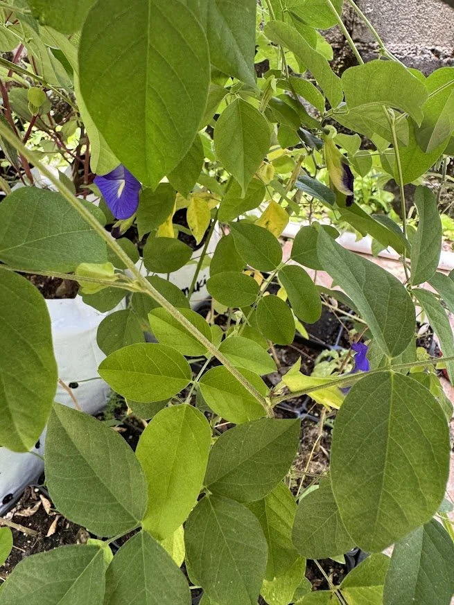 IMG_20250404_113156 (1).jpg