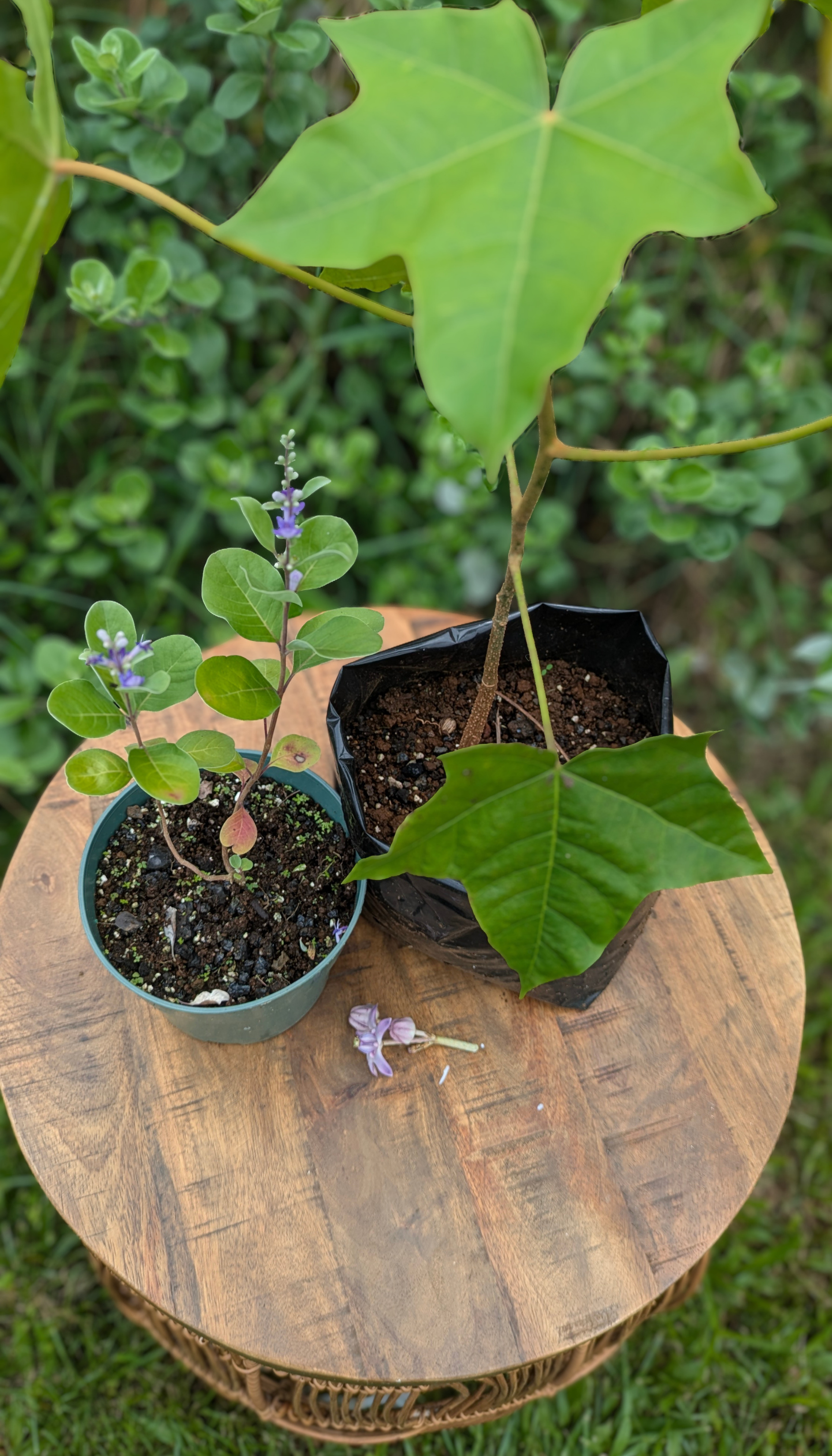 Plant Giveaway Pictures (4).png