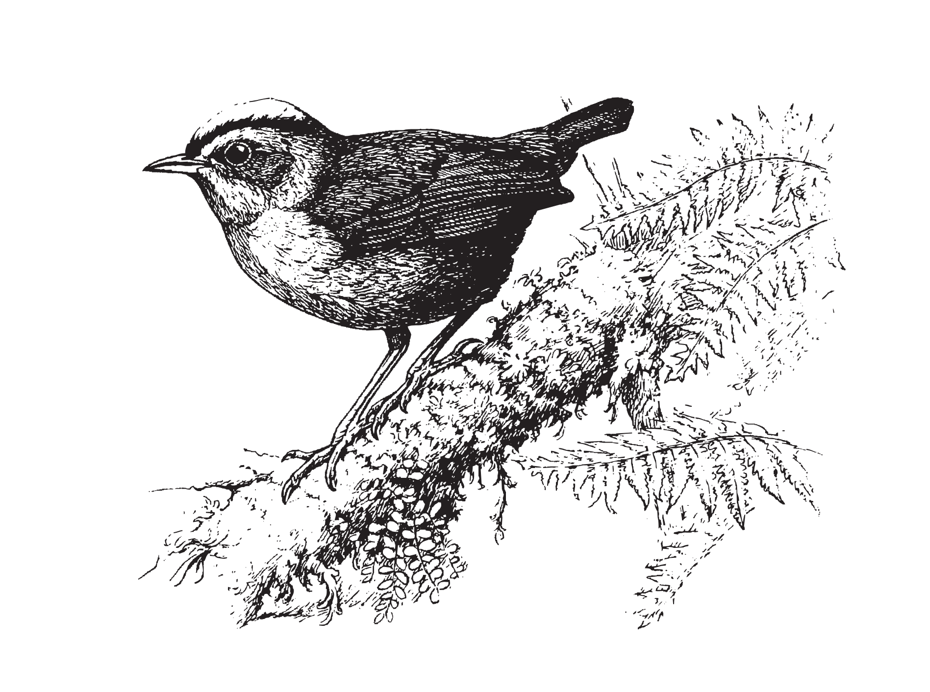 A detailed illustration of a small bird perched on a branch surrounded by leaves.
