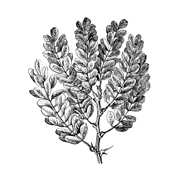 Black and white illustration of a leafy branch with multiple elongated leaves.