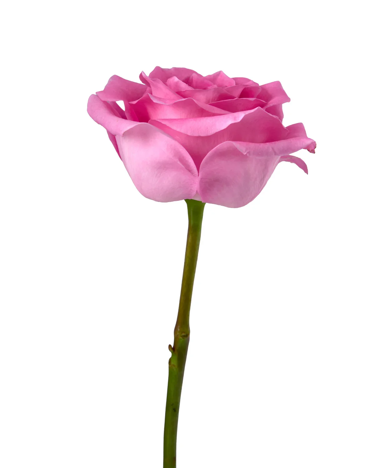 Single-Stem Rose ADD-ON