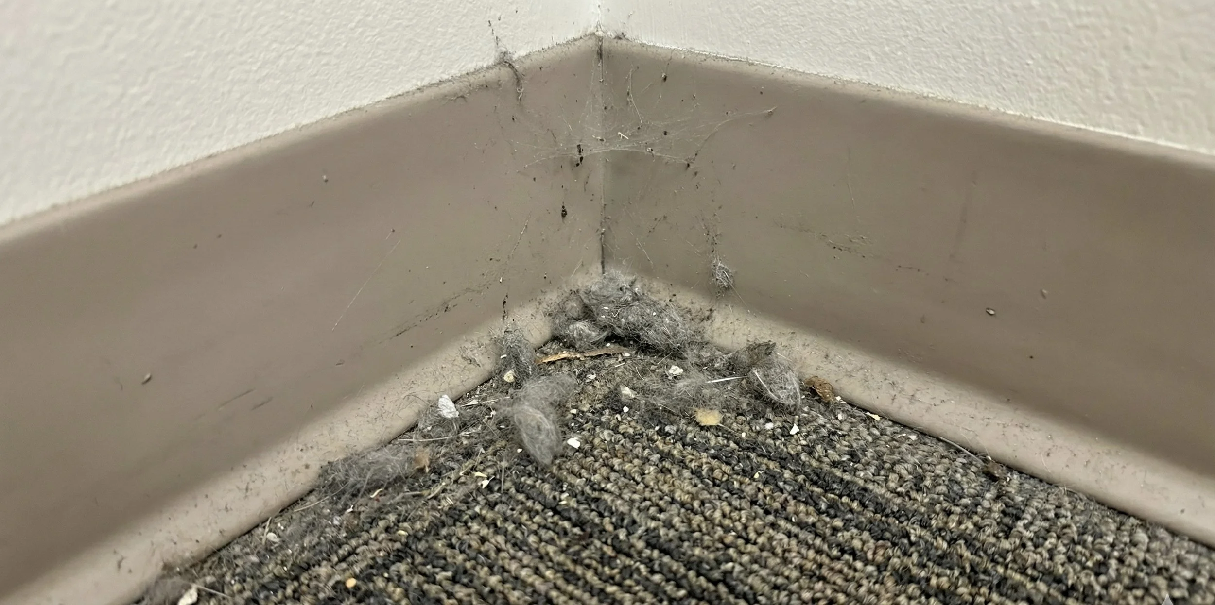 5 Signs Your Cleaner is Slacking