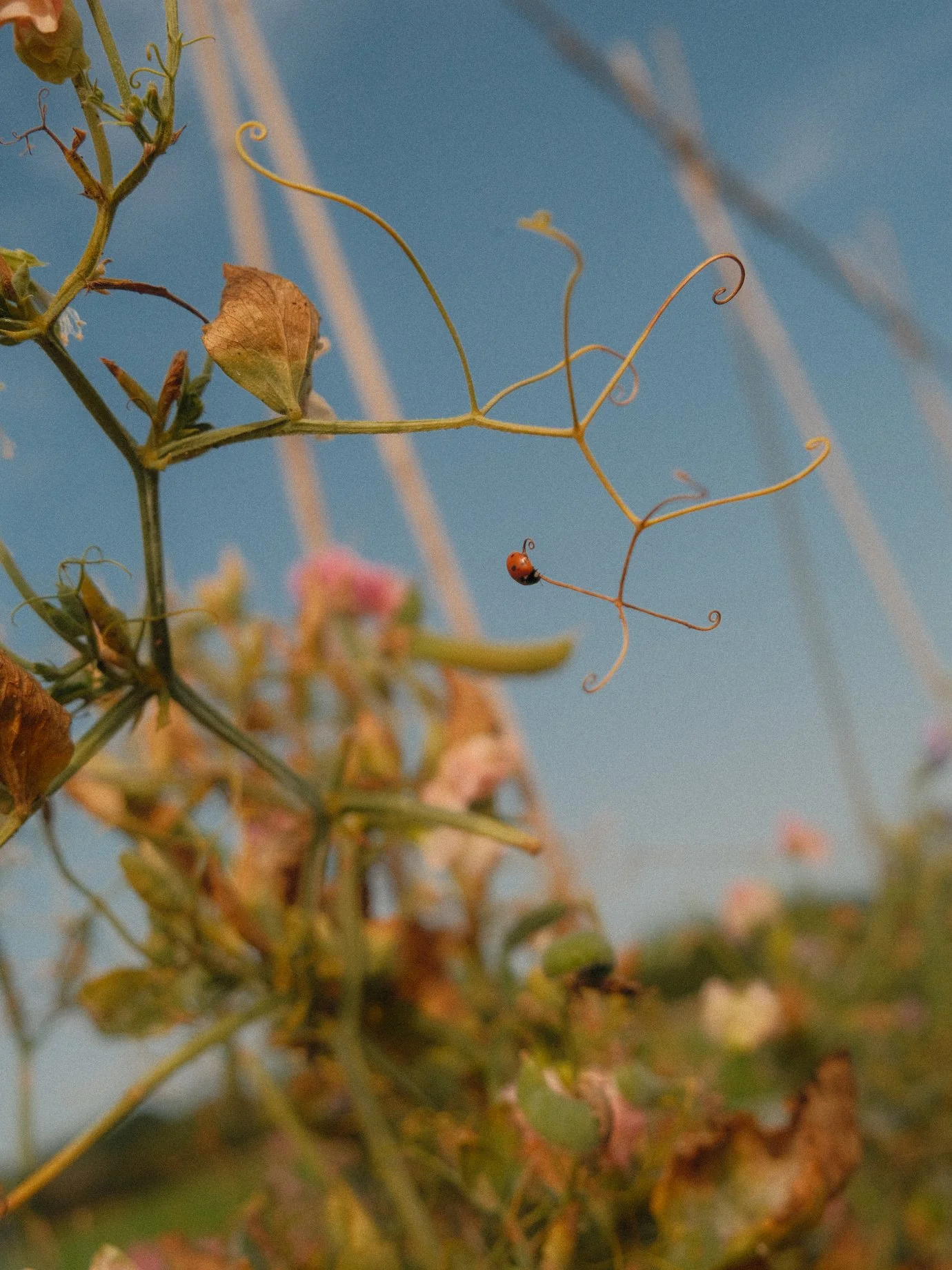 flower-farm-sweet-peas-ladybird.jpg