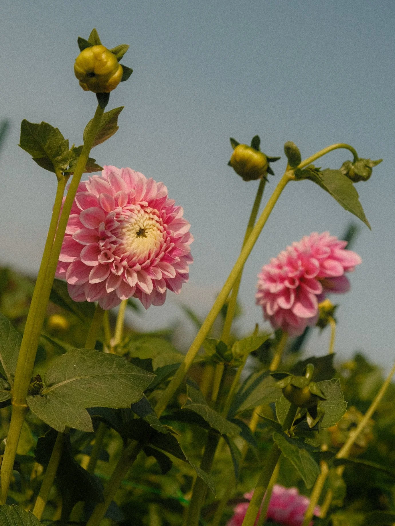 flower-farm-pink-dahlia-little-garden.jpg