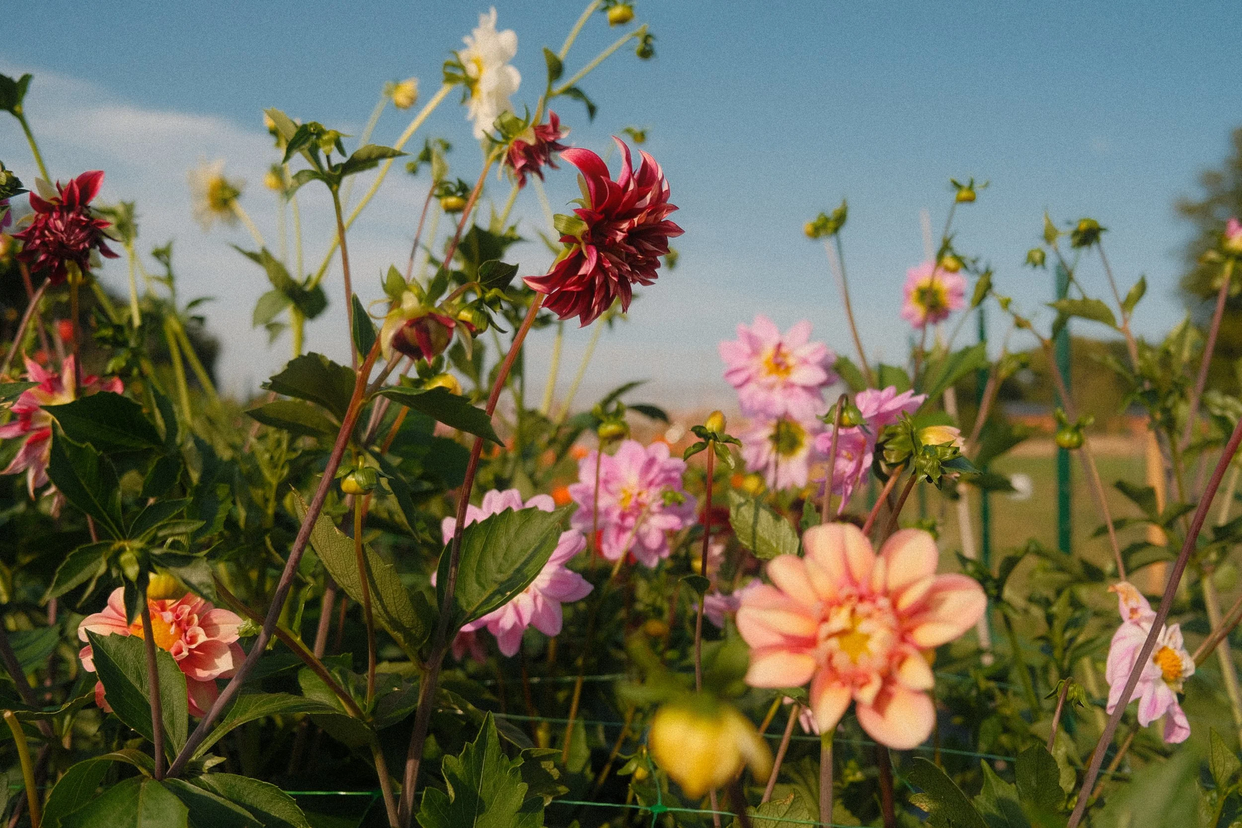 Dahlia patch on the Little Pink Garden farm in Newchapel, Surrey.