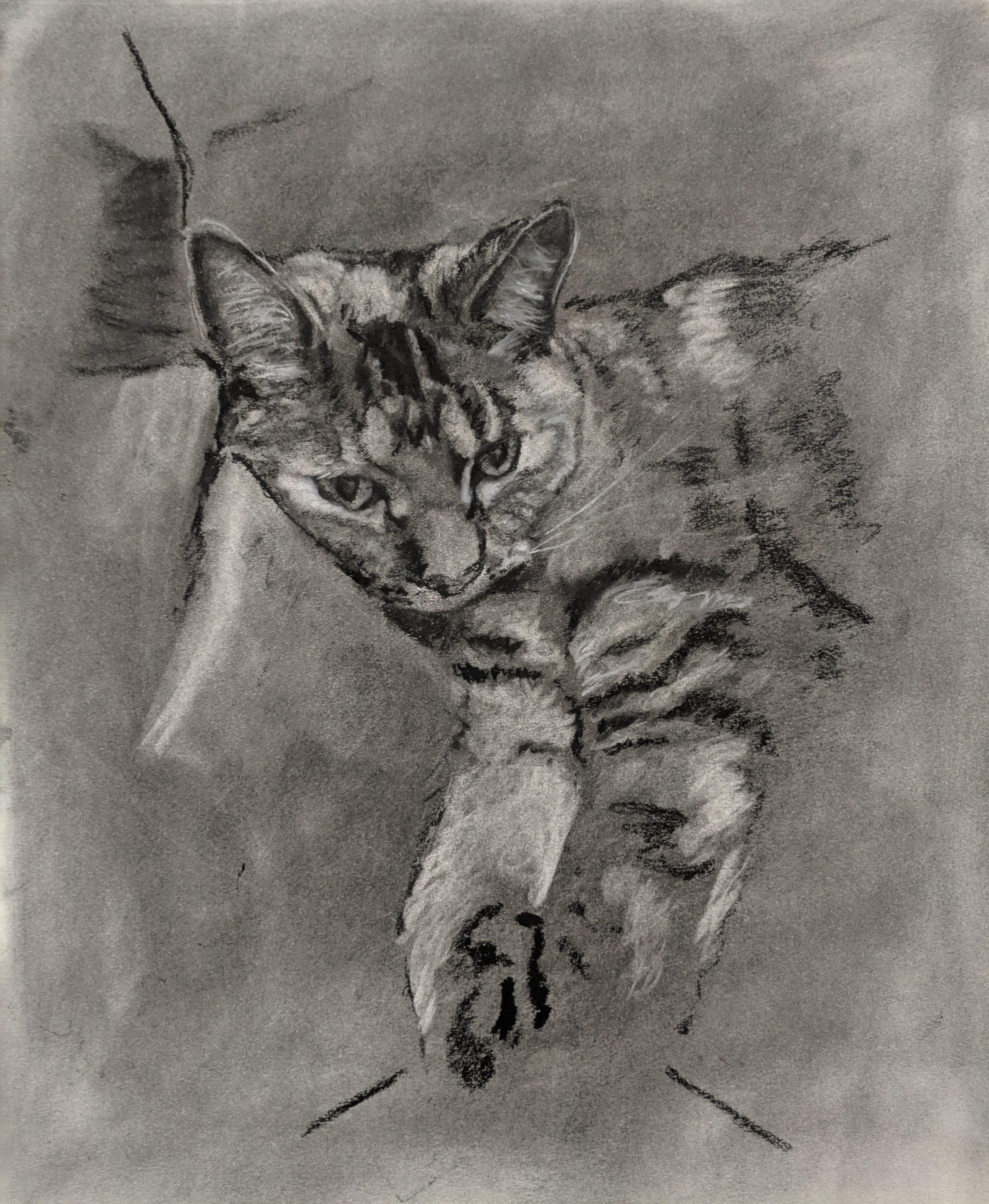 Nutmeg - 18 x 12