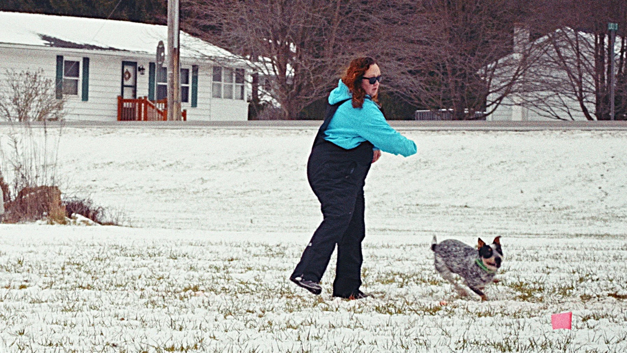 Dog 15 - Disc League