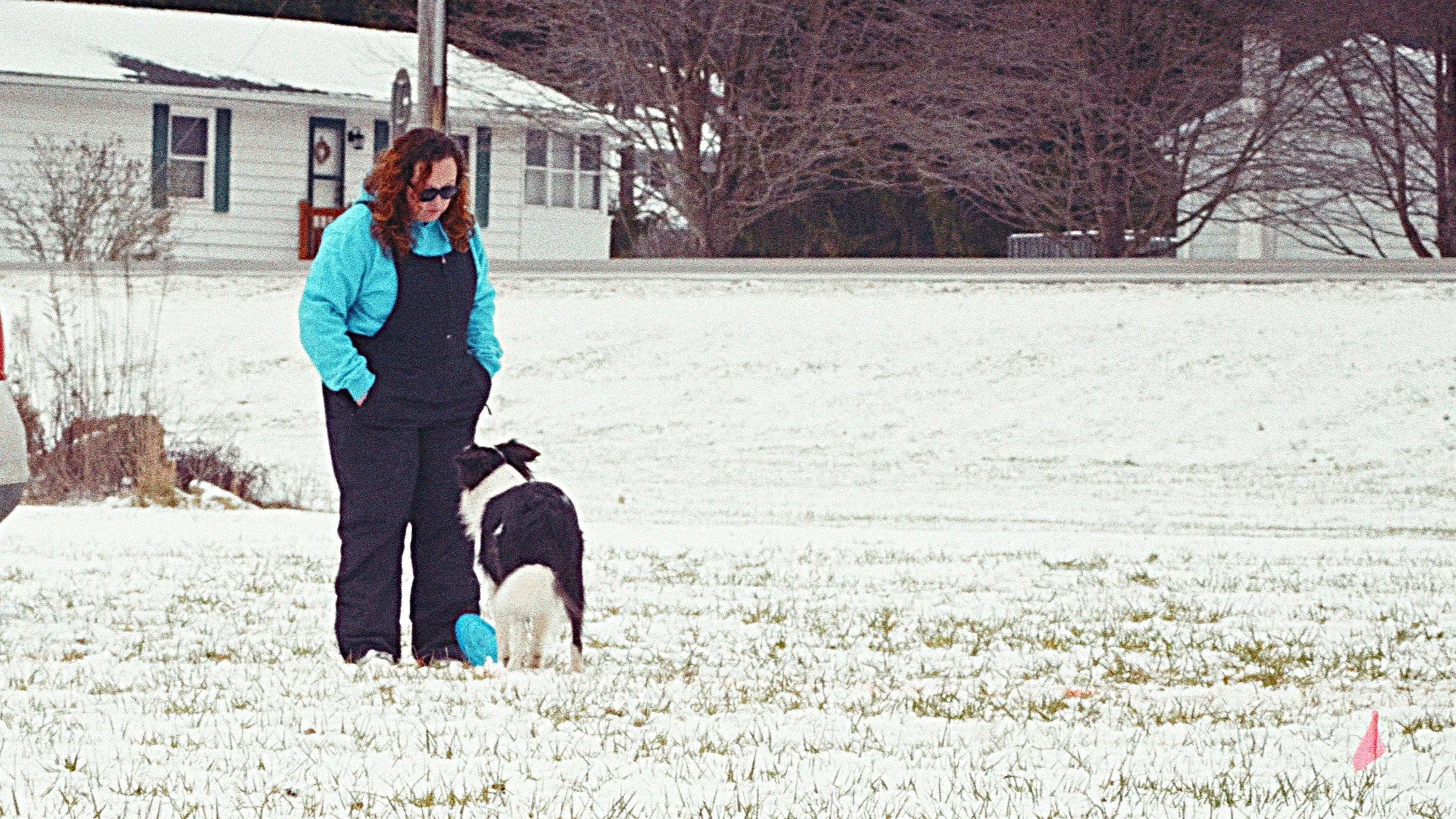 Dog 13 - Disc League