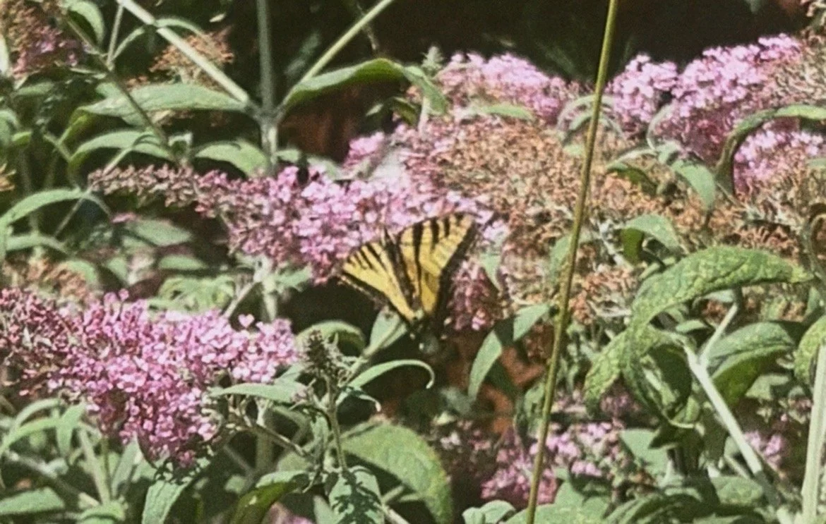 butterfly retreaty.jpg
