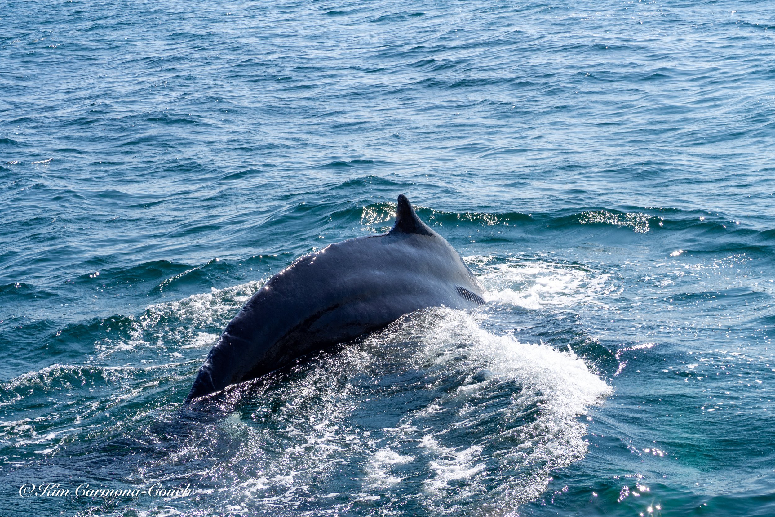 Whale Watching in Gloucester, MA with Cape Ann Whale Watch