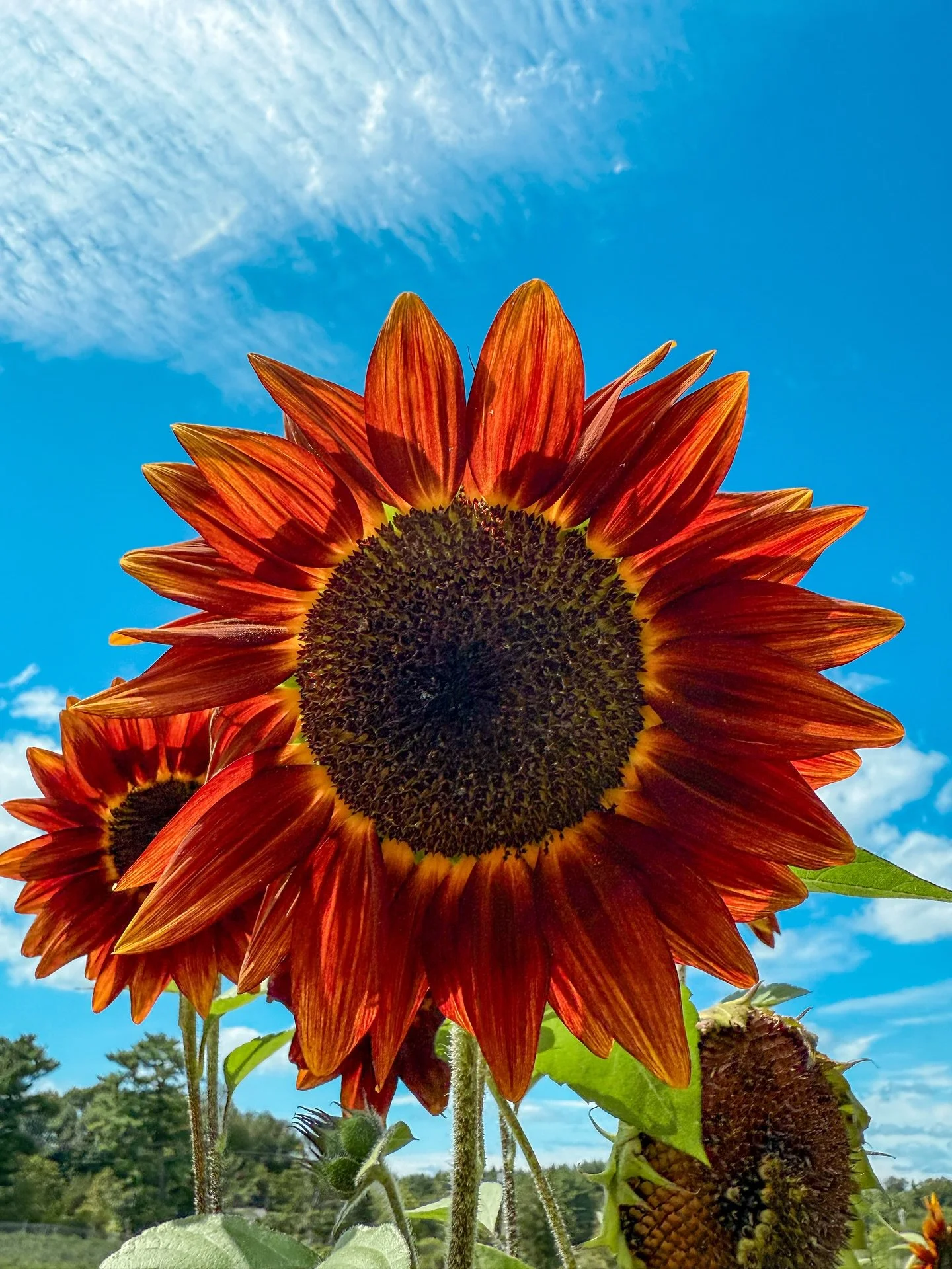 Cider Hill Farm is always a win: flowers, sunshine, and if you&rsquo;re patient enough, a bee or two flying into frame 🌸☀️🐝. 

Half the time I feel like nature is photobombing me, but those little surprises usually end up being my favorite shots.

