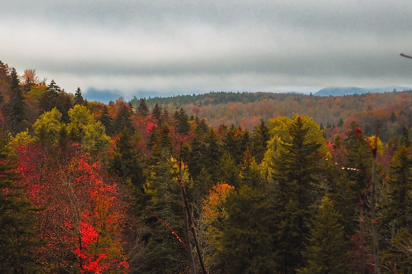 Everyone chases the sunny days for fall photos… but I’ll take a moody one any time π
Something about gray skies makes the colors pop — the reds look deeper, the yellows richer, and the whole scene feels a little more alive. We ne
