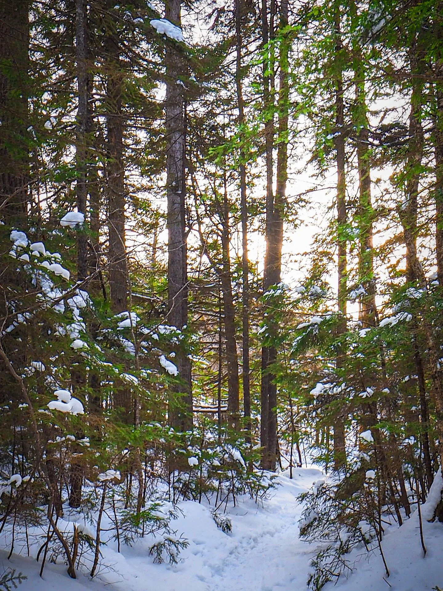 Going to Texas for the holidays next week means trading snow for&hellip;not snow? Sweaters instead of jackets? Whatever, you get the idea. 

So I ran up to the White Mountains to get one last hit of winter, and was blessed with bright skies, green pi